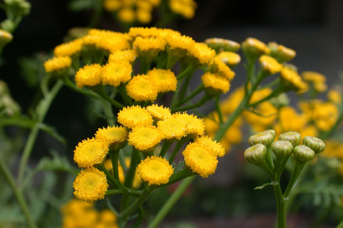 Tanacetum vulgare