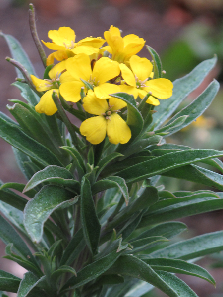 Wallflower (<em>Erysimum cheiri</em>) 