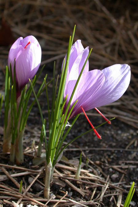 Crocus sativus