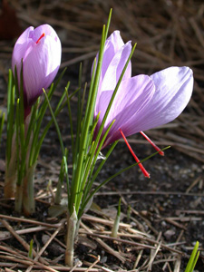 Crocus sativus