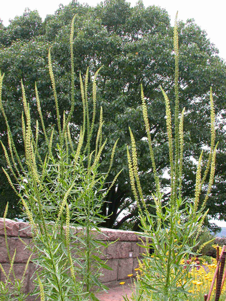 Reseda luteola