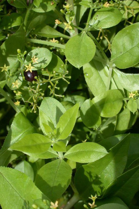 Rubia tinctorum