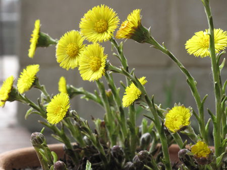 Coltsfoot Blooming