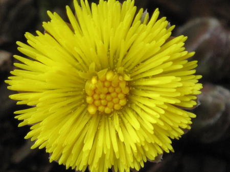 Coltsfoot Up Close