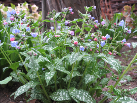 Lungwort