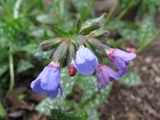 pulmonaria-officinalis-flower