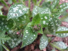 Pulmonaria-officinalis