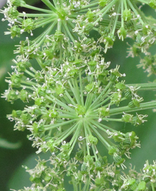 Angelica Flower