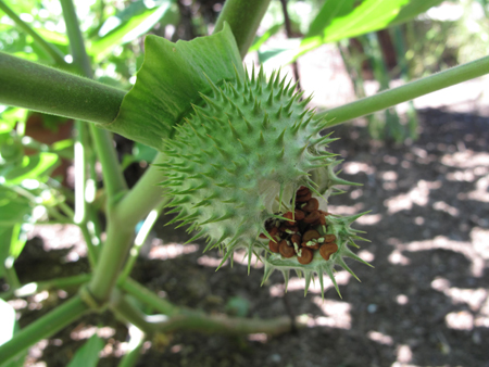 Datura Metel