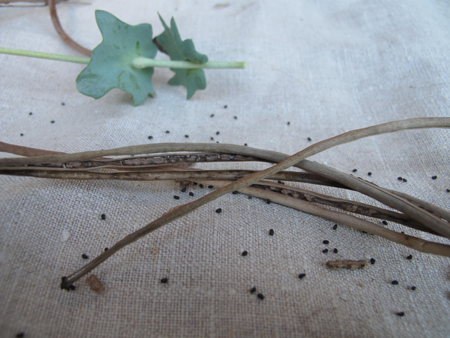 Glaucium Flavum Seedheads