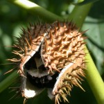 Datura stramonium relies primarily on seed for reproduction.