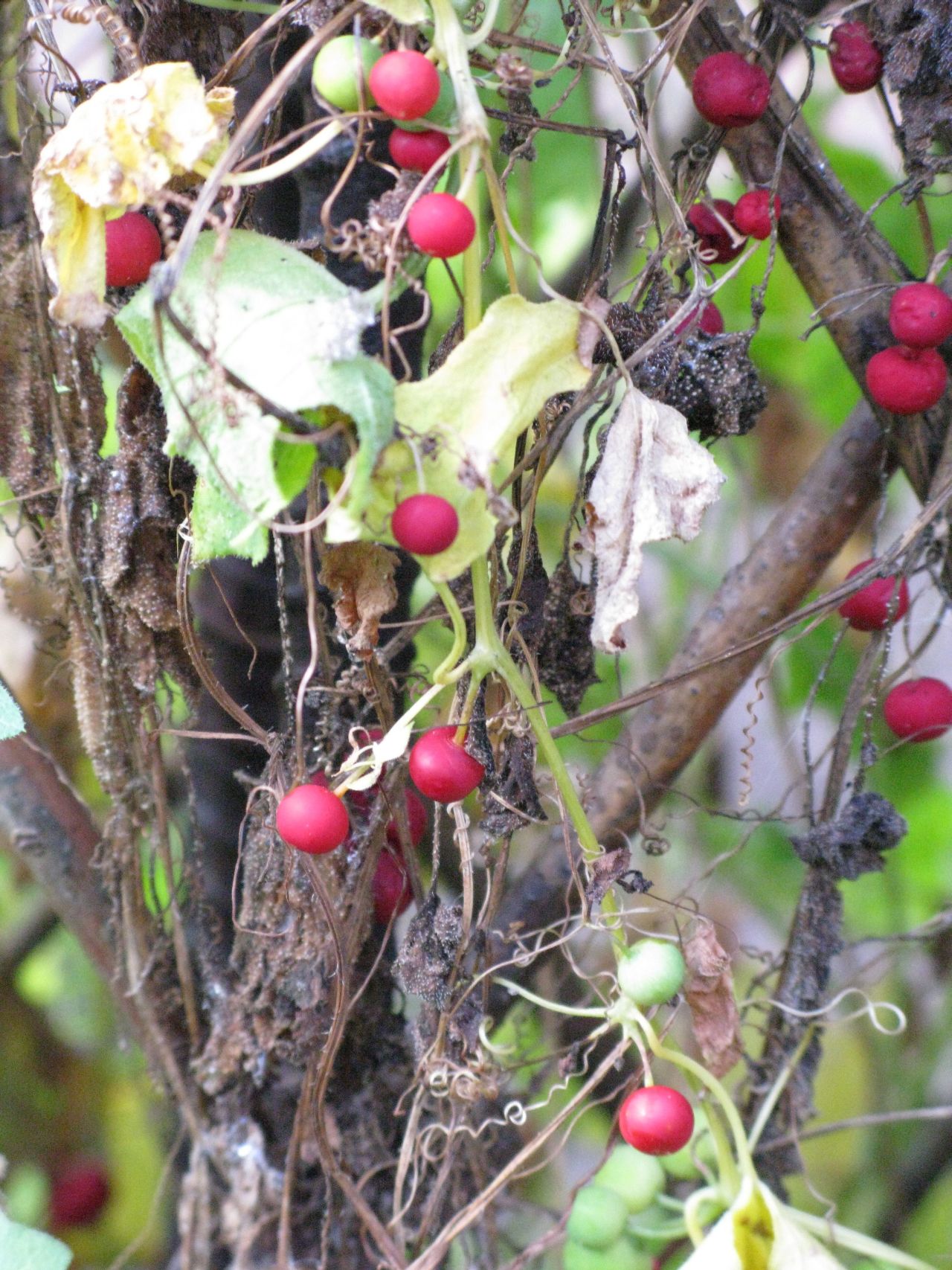 Red bryony vine in fruit in October