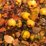 Ripe quinces in late October