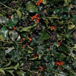 Red-berried holly and black-fruited ivy