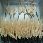 Ears of wheat wired to florist's picks