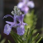Rosemary in flower
