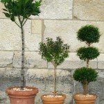 Topiary Collection at The Cloisters