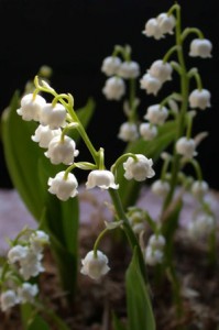 Another Look at Lily of the Valley