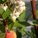 Detail of Arbutus unedo in fruit and flower