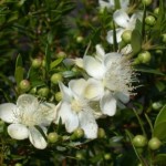 Myrtle Blossoms