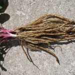 Skirret Foliage and Roots