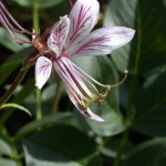 Dictamnus albus in Flower