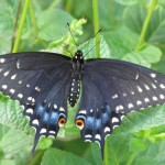 Black Swallowtail Dorsal View