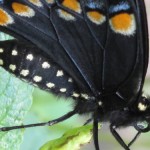 Black Swallowtail Ventral View