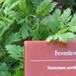 Tanacetum parthenium with label