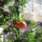 Citrus aurantium myrtifolia thumbnail