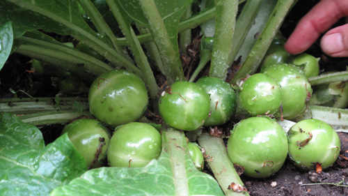 Mandrake in Heavy Fruit