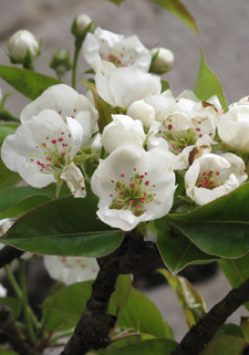 Pear blossom (detail)
