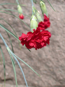 dianthus-caryophylllus-in-bloom_detail
